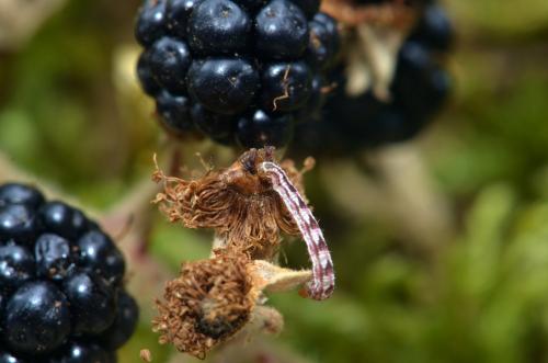 Réf. 214 017 : Gymnoscelis rufifasciata